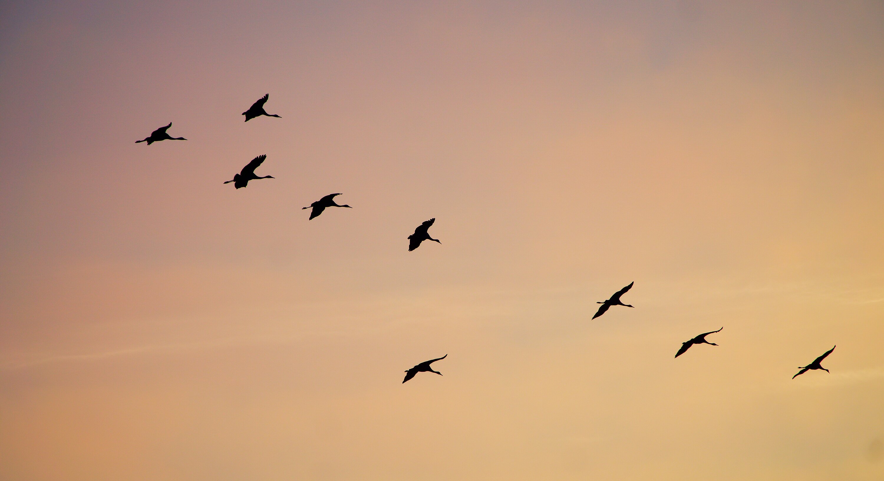 Silhouetten von ziehenden Vögeln am Himmel.